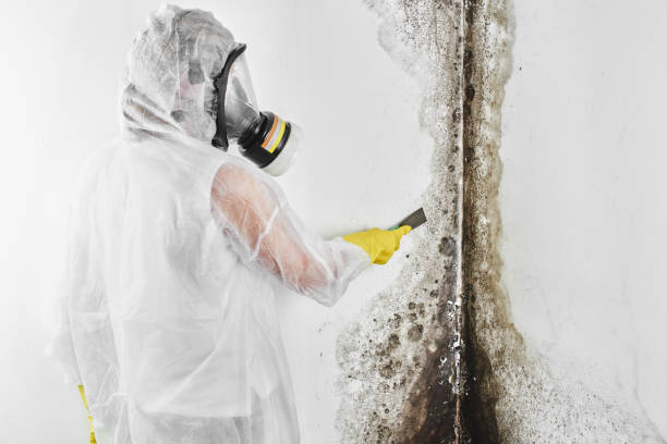 Best Mold Remediation for Schools in Tenino, WA