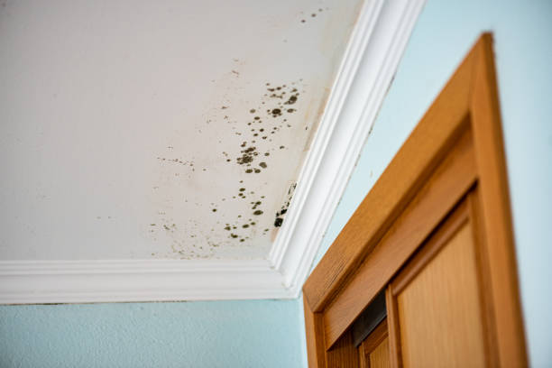 Best Attic Mold Remediation in Tenino, WA