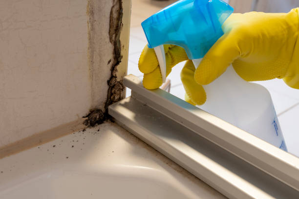 Best Mold Testing and Inspection Services in Tenino, WA
