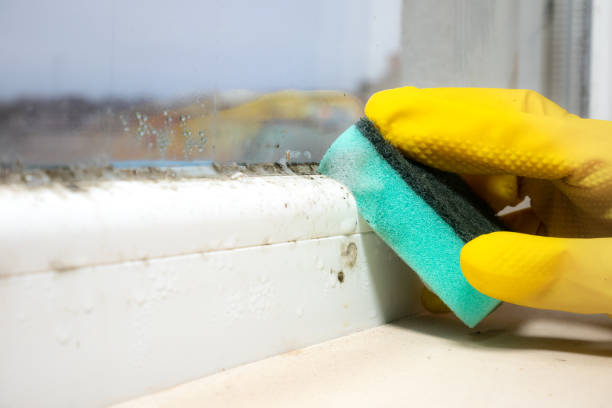 Best Preventive Mold Services in Tenino, WA