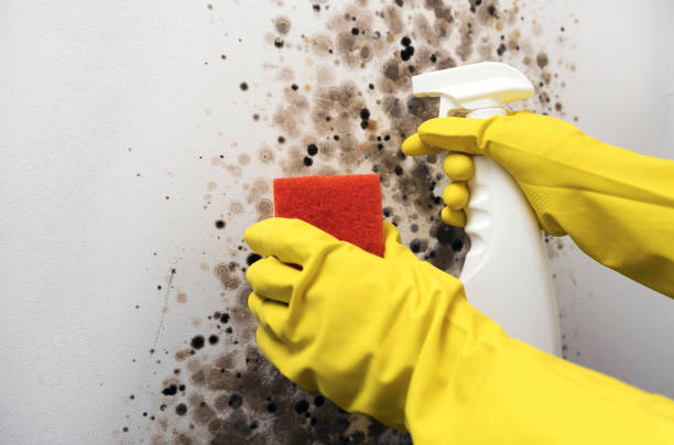 Professional Mold Remediation in Tenino, WA