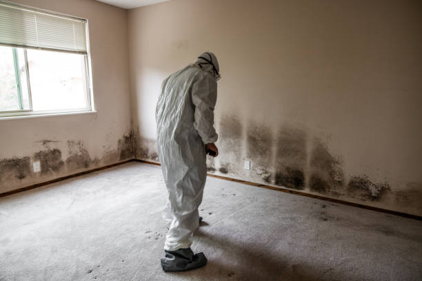 Best Attic Mold Remediation in Tenino, WA